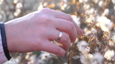 Woman touch thistle flowers with fluffy seeds on the meadow, hand close up