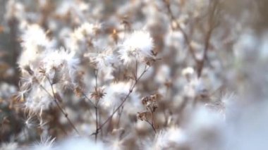 The seeds of creeping thistle (Cirsium arvense) in the meadow in the evening