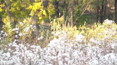 Slow Motion thistle seed head. Fluffy thistle seeds. Evening light