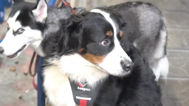 Slow Motion Bernese Mountain Dog Husky — Wideo stockowe