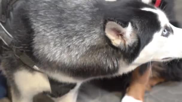 Husky Hund Ruht Sich Beim Warten Auf Einen Spaziergang Einem — Stockvideo