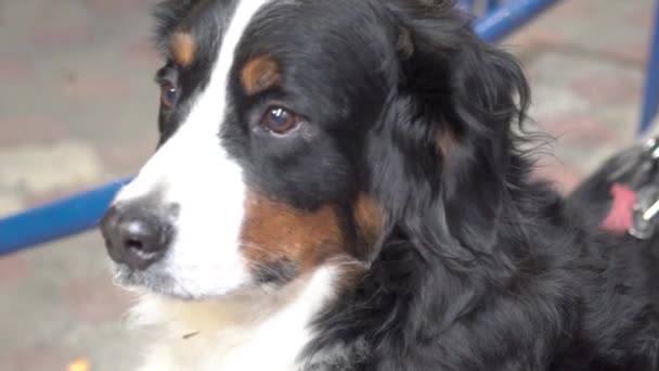 Slow Motion Shot Bernese Mountain Dog — Wideo stockowe