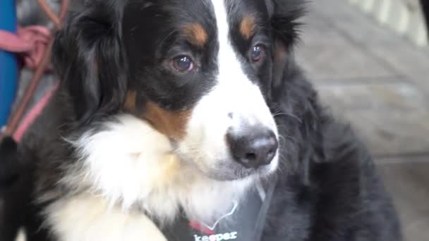 Slow Motion Bernese Mountain Dog Husky — Stock Video