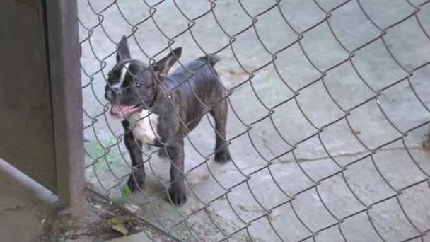 Slow Motion Adorable French Bulldog Looking Rusty Farm Gate — Video