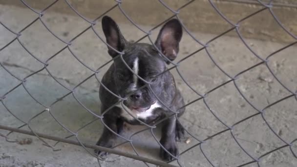 Slow Motion Bulldog Francés Con Sentimientos Solitarios Detrás Una Valla — Vídeos de Stock