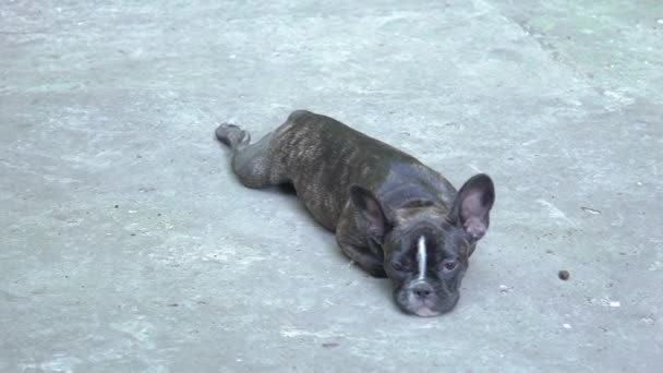 Spring Afternoon Brown Dog French Bulldog — Wideo stockowe