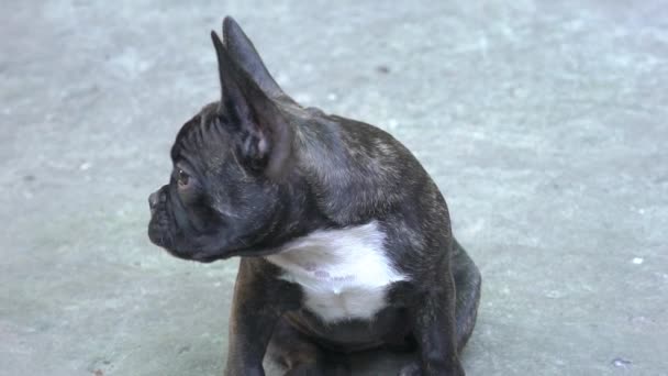 Slow Motion Cute Fawn French Bulldog — Stockvideo
