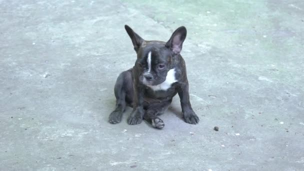 Slow Motion Little French Bulldog Sitting Floor — Vídeo de stock