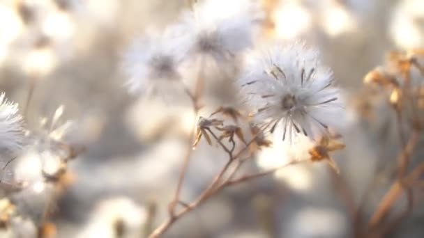 Thistle Seed Heads Macro Closeup Soft Texture Details — Stockvideo