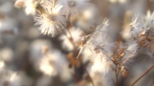 花序缓慢运动枯萎的花序 Pappi 一种蠕动的雌蕊 — 图库视频影像