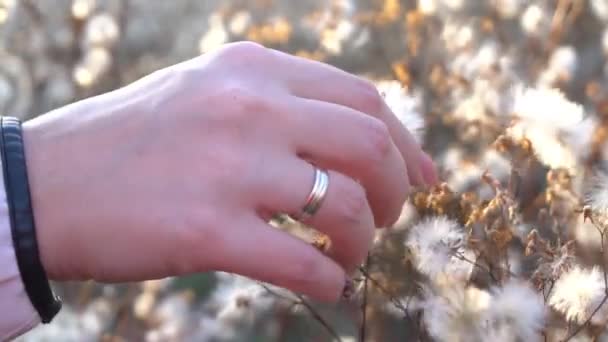 Woman Touch Thistle Flowers Fluffy Seeds Meadow Hand Close — Stok video