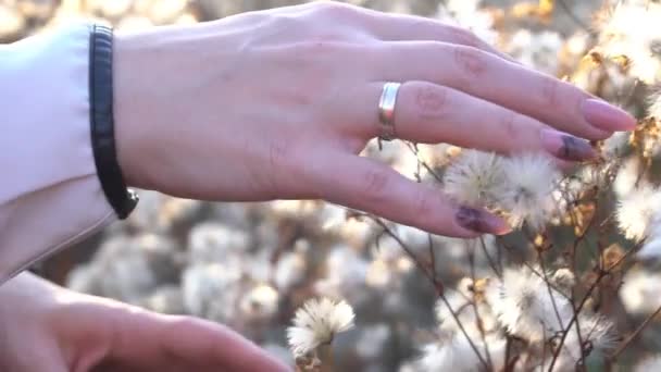 女孩在草地上用松软的种子摸着茴香花 手拉手 — 图库视频影像