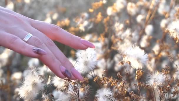 Slow Motion Close Hand Fading Thistle — Stockvideo