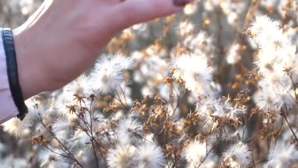 Slow Motion Thistle Seeds Hand Close Lit Evening Sun — Vídeo de Stock