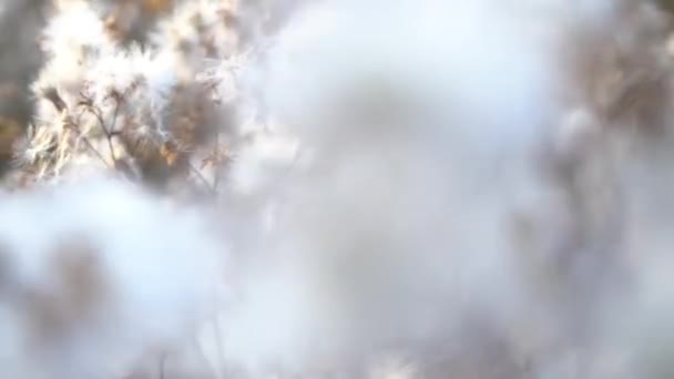 Field Thistle Flowers Pappus Bristles — Vídeo de Stock