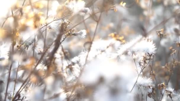 Slow Motion Droge Zaden Van Distel Een Wilde Bloemenweide Met — Stockvideo