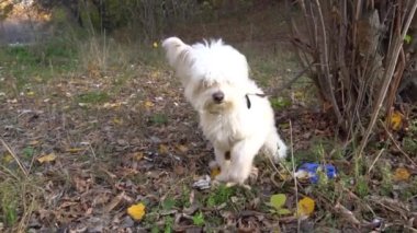Yavaş Hareket Yeşil çimenler ve bitkiler üzerinde beyaz bir malta köpeği
