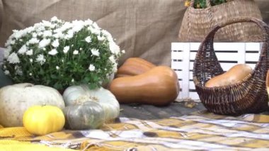 Balkabağı tarlasında araba bagajında balkabakları