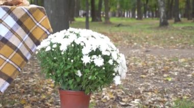 Slow Motion Halloween decoration with pumpkins. Wonderful autumn decor