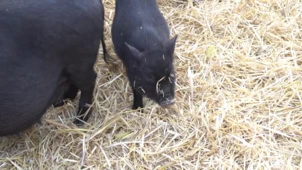 Feno Serve Como Cama Confortável Para Porco Barriga Pote Preto — Vídeo de Stock