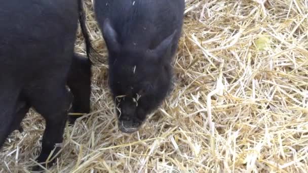 Cerdo Negro Lechones Grupo Lindo Bebé Granja Heno — Vídeos de Stock