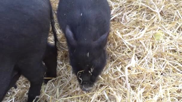 Slow Motion Famille Cochons Dans Foin — Video