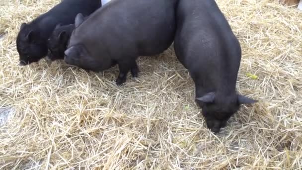 Slow Motion Cuatro Cerdo Negro Heno — Vídeo de stock