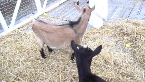 Slow Motion Baby Tibetan Goat Eating Hay — Stockvideo