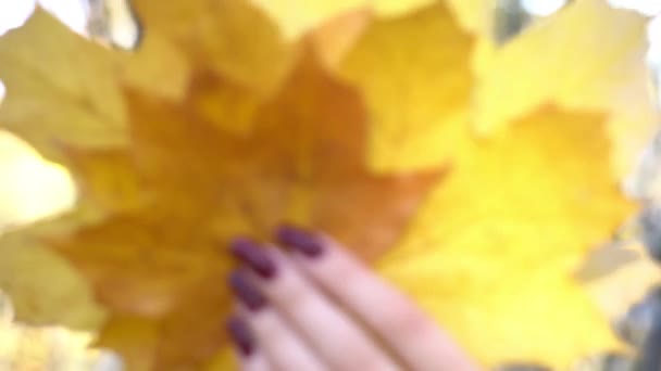 Hands Holding Bouquet Fallen Maple Leaves — Stock Video