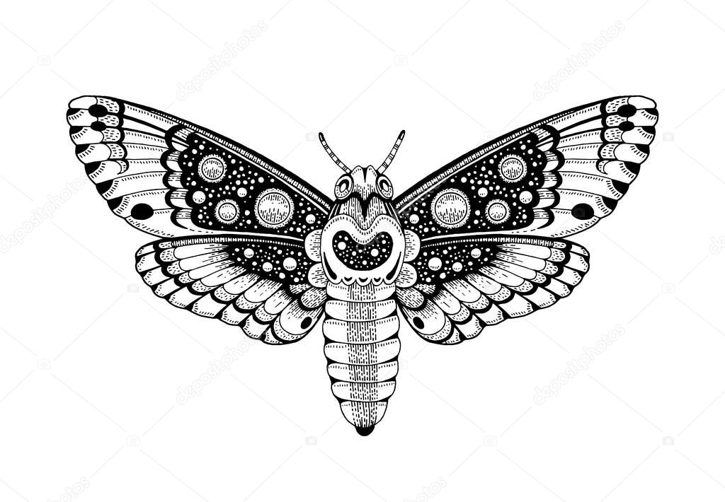 Moth tattoo. Butterfly vector black art. Universe wing moth. Celestial occult moon sketch. Line animal drawing design.