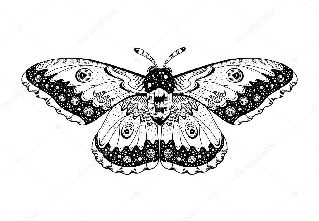 Moth tattoo. Butterfly vector black art. Universe wing moth. Celestial occult moon sketch. Line animal drawing design.