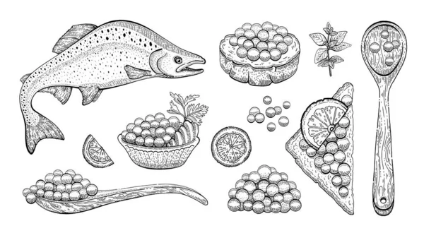 Ilustración Bocetos Caviar Dibujo Caviar Salmón Comida Pescado Vector Vintage — Archivo Imágenes Vectoriales