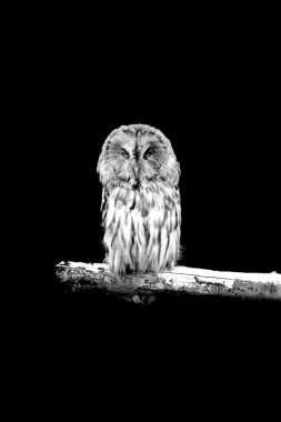 gece nöbeti - baykuş