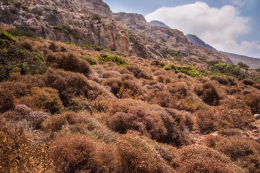 dağlarda çalılar çeşitli
