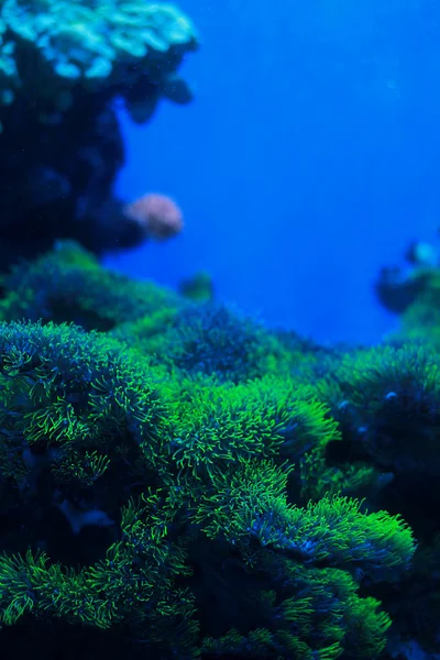 Marine green plants — Stock Photo, Image