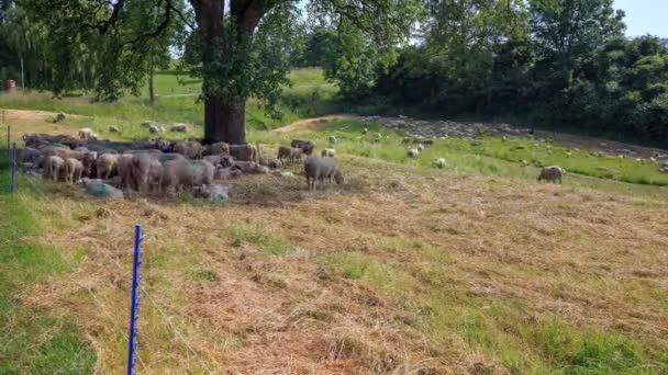 Moutons se relaxant sous un arbre, laps de temps — Video