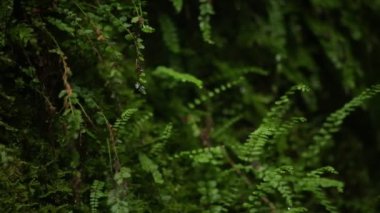 Raw-Footage - Doğaya yakın Makro çekim
