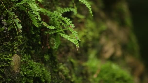 Raw-Footage - Makroaufnahmen aus der Nähe der Natur — Stockvideo