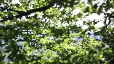 Kast Heiligenberg, Güney Almanya hiking