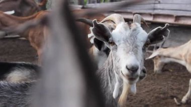 Kolombiya, Huila, Villavieja 'daki bir günlük gezi sırasında Tatacoa Çölü' ndeki ahşap bir çevrenin içinde beyaz bir keçi duruyor. Evcil hayvan ve turizm kavramı