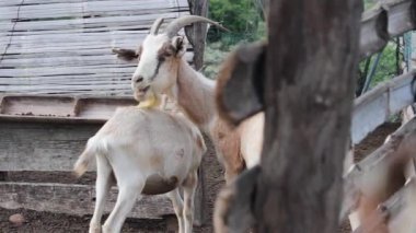 Güzel beyaz bir keçi Kolombiya, Huila 'daki Tatacoa Çölü' nde bir sürüde yemek yiyor. Evcil hayvan kavramı