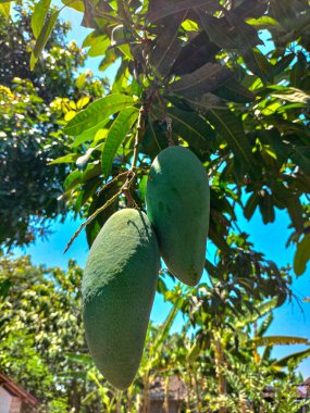 Green mango on mango tree in the garden with natural background. Tropical fruit for healthy eating. Selective focus.