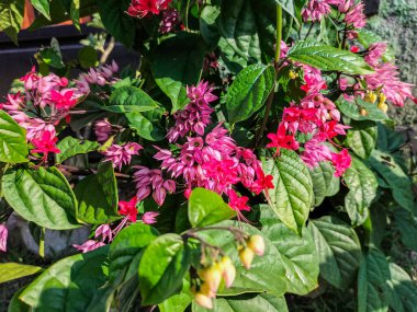 Closeup view of clerodendrum thomsoniae is a species of flowering plant in the genus Clerodendrum of the family Lamiaceae, native to tropical west Africa from Cameroon west to Senegal.