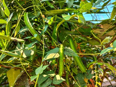 Kanatlı fasulye filizleri ve meyveleri sebze olarak kullanılabilen bir sarmaşıktır. Endonezya 'da bu bitkiye 