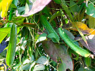 Kanatlı fasulye filizleri ve meyveleri sebze olarak kullanılabilen bir sarmaşıktır. Endonezya 'da bu bitkiye 