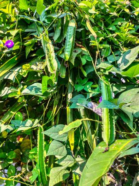 Kanatlı fasulye filizleri ve meyveleri sebze olarak kullanılabilen bir sarmaşıktır. Endonezya 'da bu bitkiye 