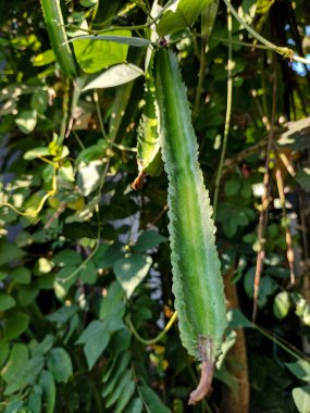 Kanatlı fasulye filizleri ve meyveleri sebze olarak kullanılabilen bir sarmaşıktır. Endonezya 'da bu bitkiye 