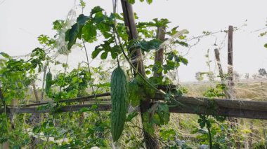 Bitkili acı kabak (kavun) görüntüsü. Yeşil sebze sürünen kabak bitkisi. Yeşil doğal arkaplanı olan acı kabak bitkisi..