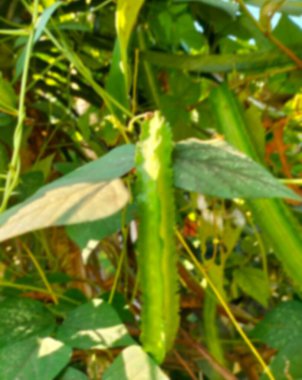 Doğadan gelen kanatlı organik sebzelerin bulanık görüntüsü. Psophocarpus tetragonolobusu.