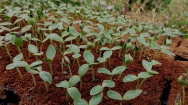 Küçük karpuz ağacı bitkileri. Doğurganlık yoluyla büyüyen organik karpuz ağacı bitkileri. Bitki Büyümesi.